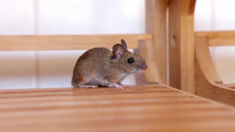 A Mouse Was Detected and Found Inside the Bathroom - Close Up Stock Footage 252633951