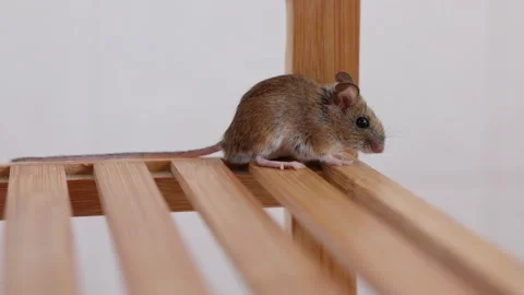 A Mouse Was Found in the Restroom - Static Shot Stock Footage 252634004