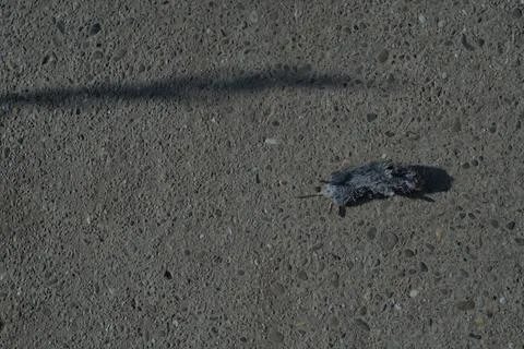 A mouse was lying on the ground 스톡 사진