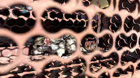 The mouse was shivering from the cold Stock Footage 301035535