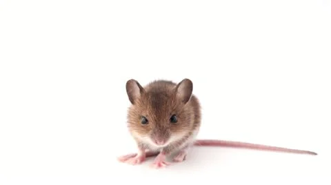 Mouse on white background Stock Footage