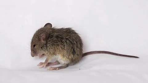 Mouse on a white background Stock Footage 81010958