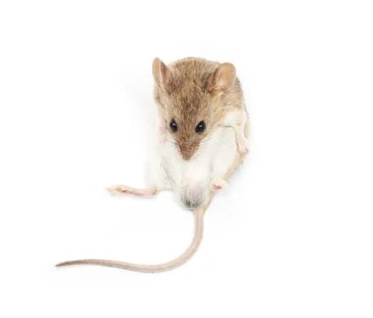 Mouse on a white background Stock Photos