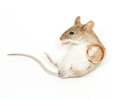 Mouse on a white background Stock Photos