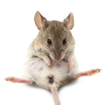 Mouse on a white background Stock Photos