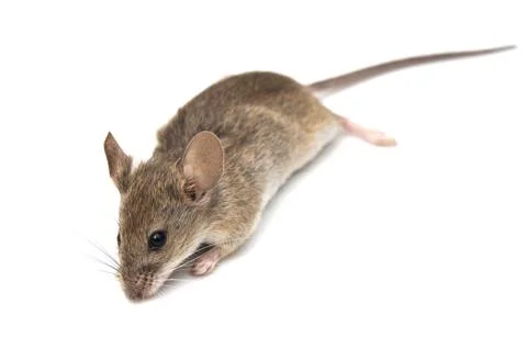 Mouse on a white background Stock Photos