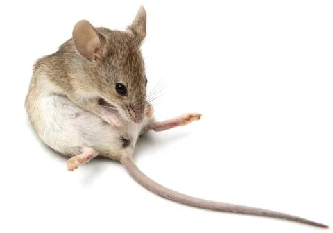 Mouse on a white background Stock Photos