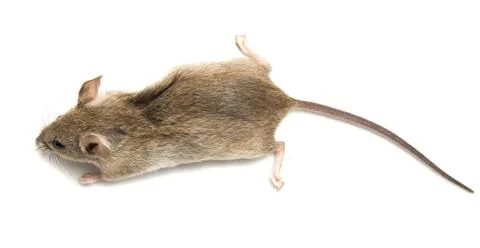 Mouse on a white background Stock Photos