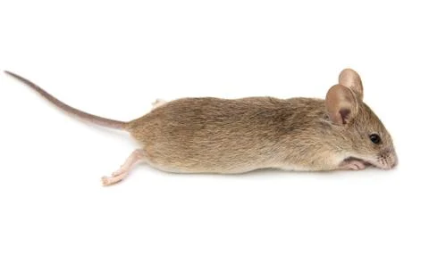 Mouse on a white background Stock Photos