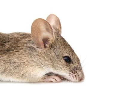 Mouse on a white background Stock Photos