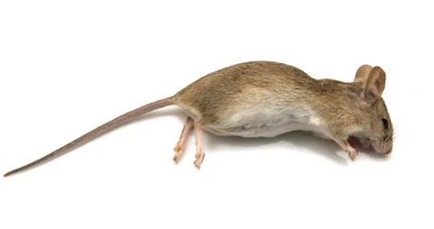 Mouse on a white background Stock Photos