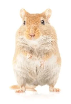 Mouse on white Stock Photos