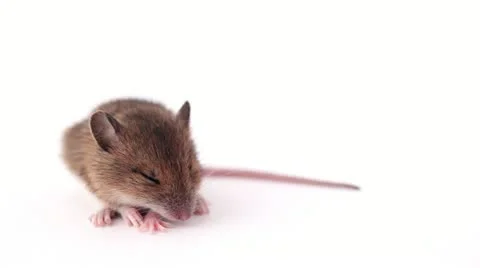 Mouse on white  Sleeping Stock Footage 11198936