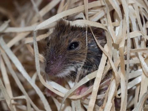 Mouse in wood wool Foto stock