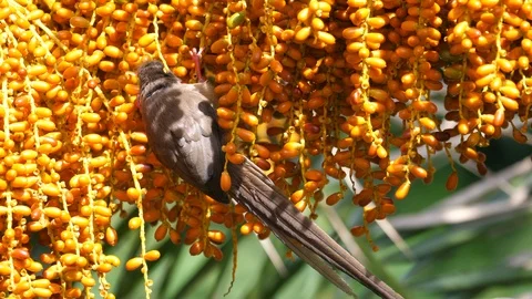 Mousebird in a bush Stock Footage 125492763