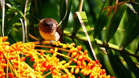 Mousebird in a bush Stock Footage 125493755