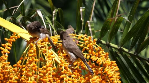 Mousebird in a bush Video stock 125493802
