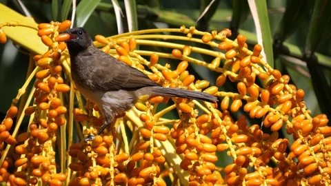 Mousebird in a bush Stock Footage 125494275
