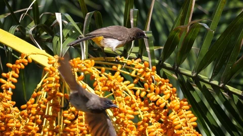 Mousebird in a bush Stock Footage 125494513