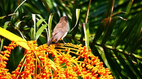 Mousebird in a bush Stock Footage 125494646