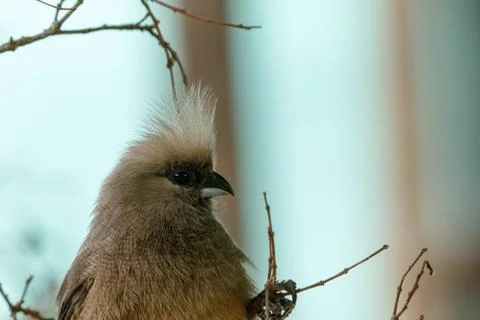 Mousebird clinging to the branches Stock Photos