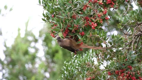 Mousebird Eating Berries Stock Footage 248066603