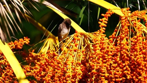 Mousebird eating Stock Footage 125493302