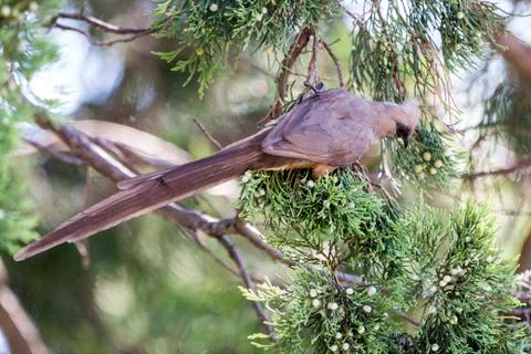 Mousebird eating in tree Stock Photos