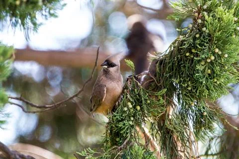 Mousebird eating in tree Stock Photos