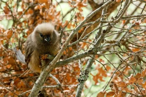 Mousebird sitting between the branches Stock Photos