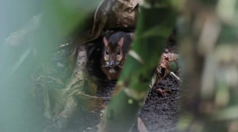 Mousedeer Stock Footage 7762937