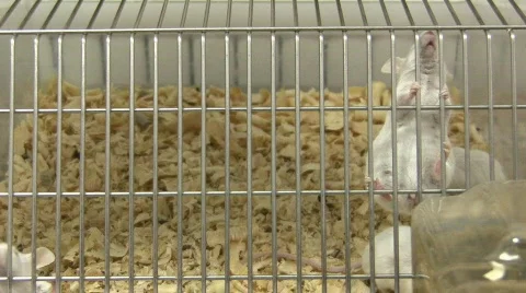 Mouses in cage Stock Footage 326497