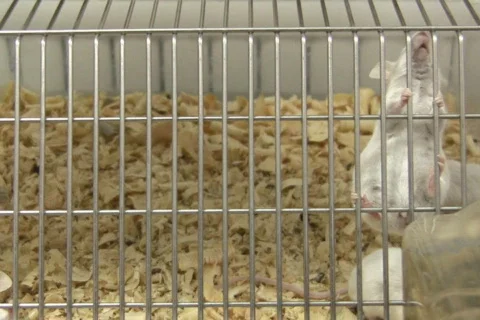 Mouses in cage NTSC Video stock 326355