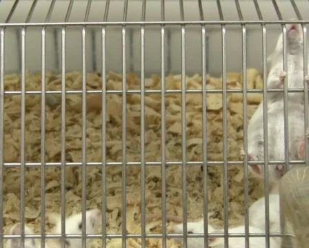 Mouses in cage PAL 스톡 동영상 326359