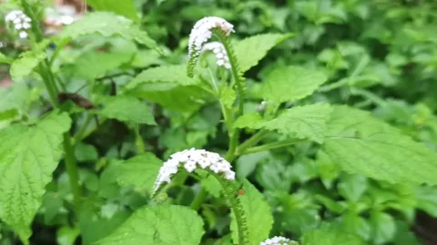 Mousetail grass flower Stock Footage 234368591
