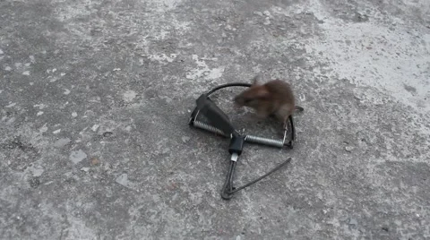 Mousetrap and mouse Stock Footage 64577998