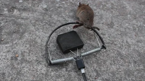 Mousetrap and mouse Stock Footage 64578009