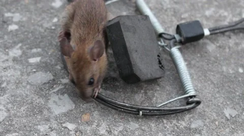 Mousetrap and mouse Stock Footage 64578252
