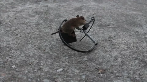 Mousetrap and mouse Stock Footage 64578359