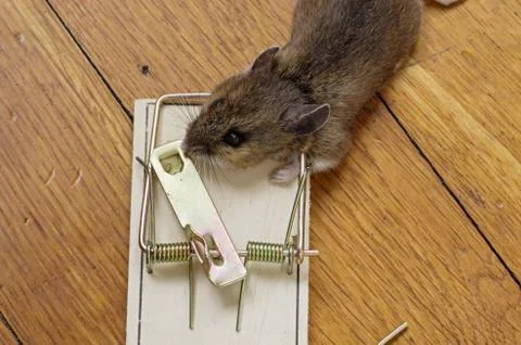 Mousetrap with dead mouse Stock Photos