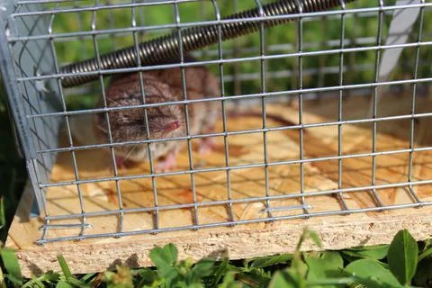 Mousetrap with a shrew Stock Photos