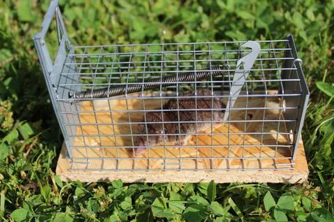 Mousetrap with a shrew Stock Photos