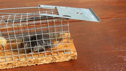Mousetrap with a wet shrew Stock Footage 159669133