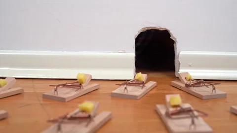 Mousetraps placed all over floor near hole in wall, catch mouse with bait, trap Stockbeeldmateriaal 263688706