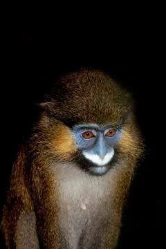 MOUSTAC BLEU cercopithecus cephus Stock Photos