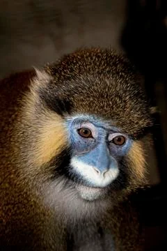 MOUSTAC BLEU cercopithecus cephus Stock Photos