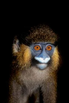 MOUSTAC BLEU cercopithecus cephus Foto stock