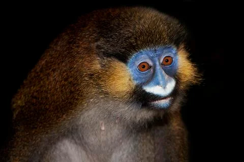 MOUSTAC BLEU cercopithecus cephus Stock Photos
