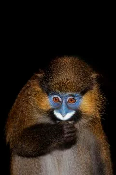 MOUSTAC BLEU cercopithecus cephus Stock Photos