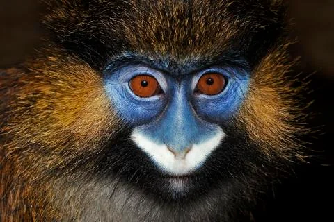 MOUSTAC BLEU cercopithecus cephus Foto stock
